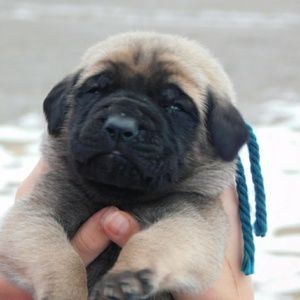 Meet your Posher, Shelley